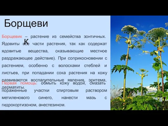 Борщевик Борщевик – растение из семейства зонтичных. Ядовиты все части растения,