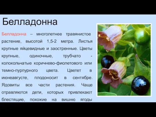 Белладонна Белладонна – многолетнее травянистое растение, высотой 1,5-2 метра. Листья крупные