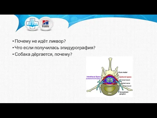 Почему не идёт ликвор? Что если получилась эпидурография? Собака дёргается, почему?