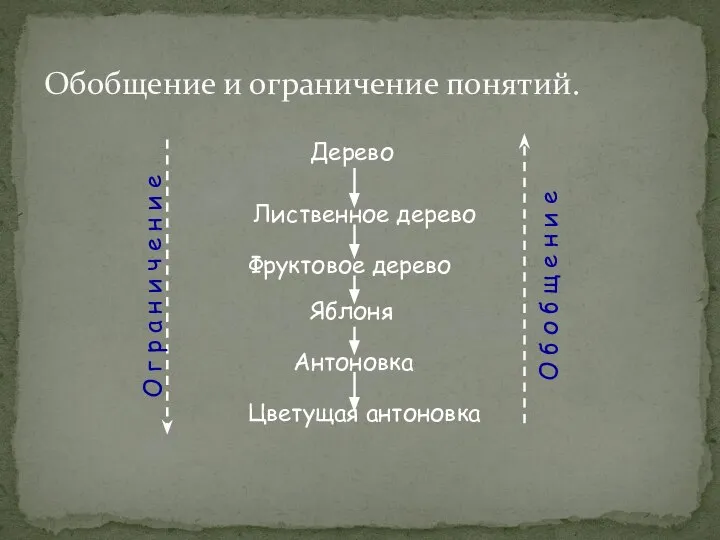 Обобщение и ограничение понятий. Дерево Лиственное дерево Фруктовое дерево Яблоня Антоновка