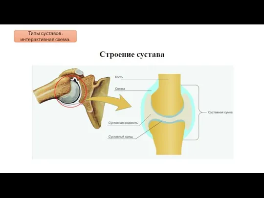 Типы суставов: интерактивная схема.