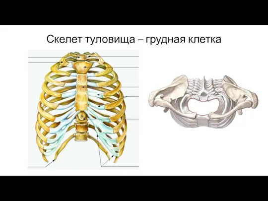 Скелет туловища – грудная клетка