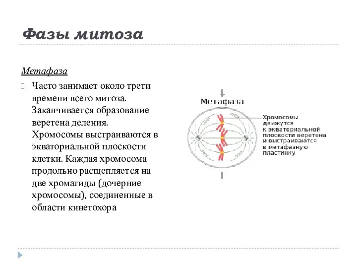 Фазы митоза Метафаза Часто занимает около трети времени всего митоза. Заканчивается