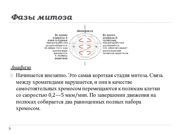 Фазы митоза Анафаза Начинается внезапно. Это самая короткая стадия митоза. Связь