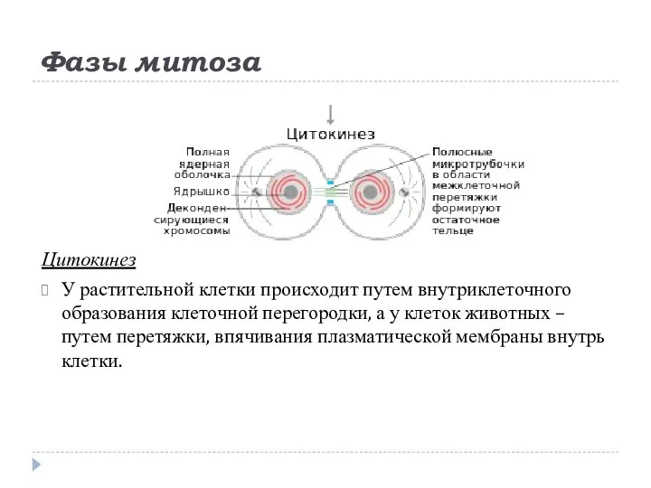 Фазы митоза Цитокинез У растительной клетки происходит путем внутриклеточного образования клеточной