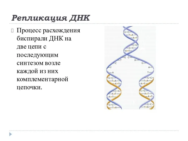 Репликация ДНК Процесс расхождения биспирали ДНК на две цепи с последующим