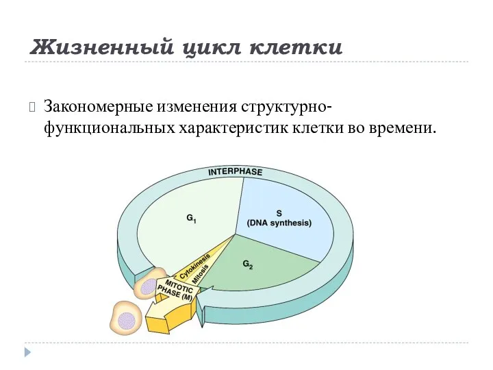 Жизненный цикл клетки Закономерные изменения структурно-функциональных характеристик клетки во времени.