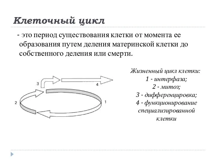 Клеточный цикл - это период существования клетки от момента ее образования