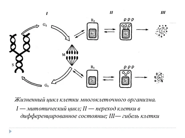 Жизненный цикл клетки многоклеточного организма. I — митотический цикл; II —