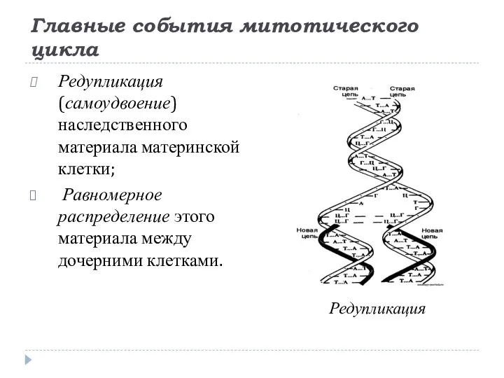 Главные события митотического цикла Редупликация (самоудвоение) наследственного материала материнской клетки; Равномерное