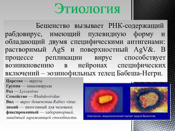 Этиология Бешенство вызывает РНК-содержащий рабдовирус, имеющий пулевидную форму и обладающий двумя