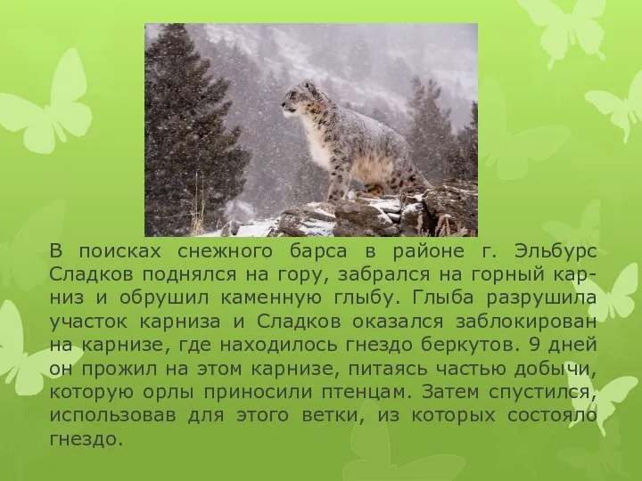 В поисках снежного барса в районе г. Эльбурс Сладков поднялся на