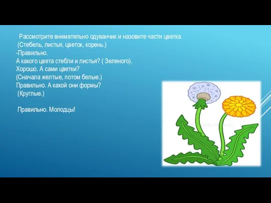 Рассмотрите внимательно одуванчик и назовите части цветка. (Стебель, листья, цветок, корень.)