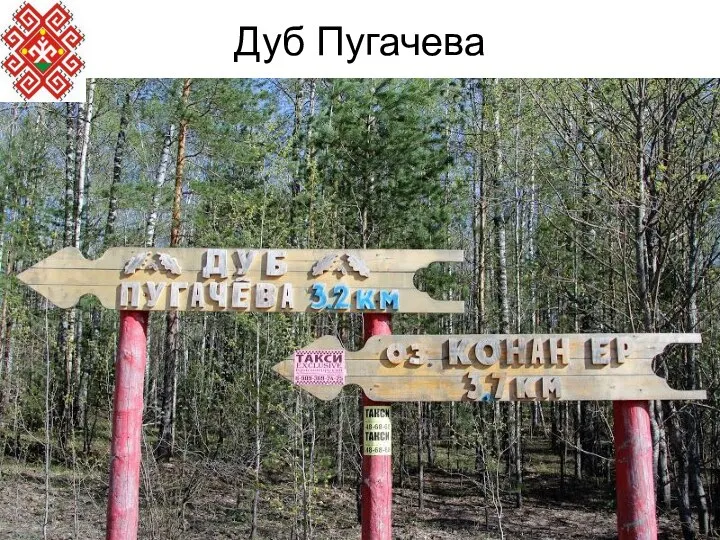 Дуб Пугачева