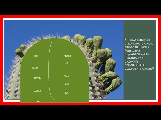 В этом кактусе спрятано 5 слов, относящихся к Мексике. Сумеете ли