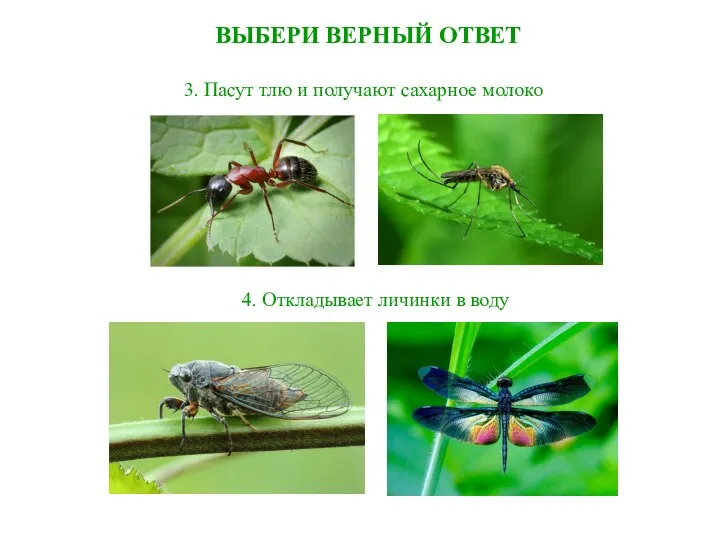 ВЫБЕРИ ВЕРНЫЙ ОТВЕТ 4. Откладывает личинки в воду 3. Пасут тлю и получают сахарное молоко