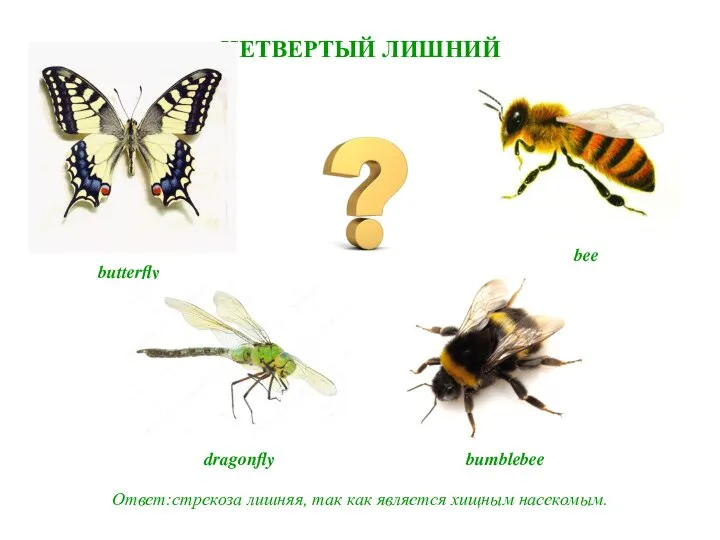 ЧЕТВЕРТЫЙ ЛИШНИЙ Ответ:стрекоза лишняя, так как является хищным насекомым. bumblebee dragonfly butterfly bee