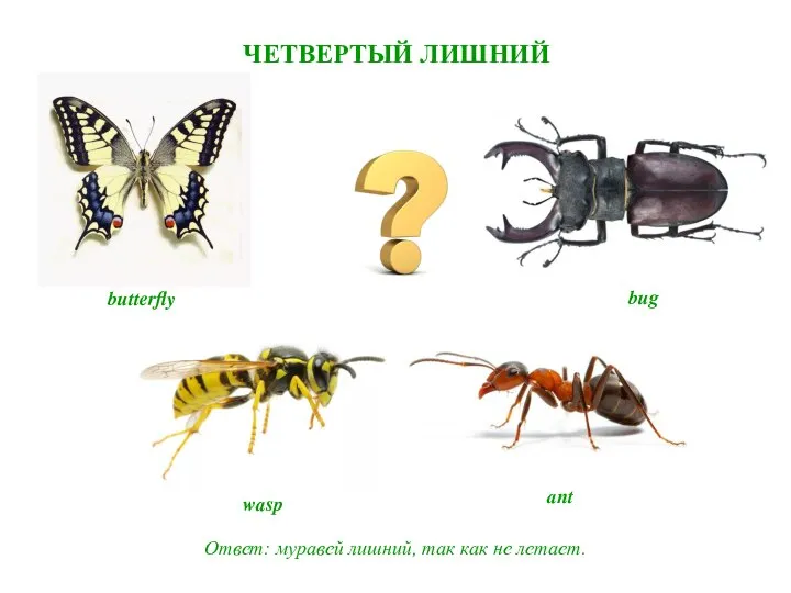 ЧЕТВЕРТЫЙ ЛИШНИЙ Ответ: муравей лишний, так как не летает. ant wasp butterfly bug