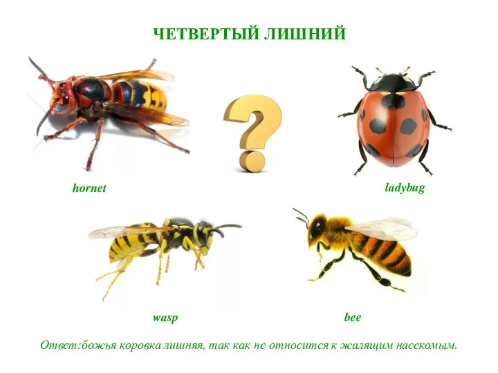 ЧЕТВЕРТЫЙ ЛИШНИЙ Ответ:божья коровка лишняя, так как не относится к жалящим насекомым. bee wasp hornet ladybug