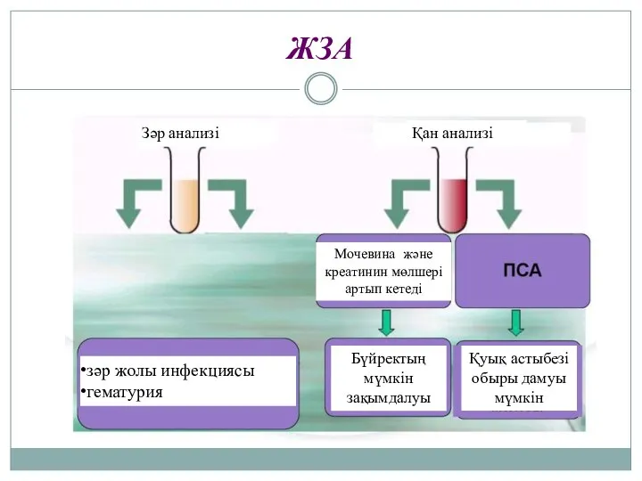 ЖЗА Зәр анализі Қан анализі Мочевина және креатинин мөлшері артып кетеді