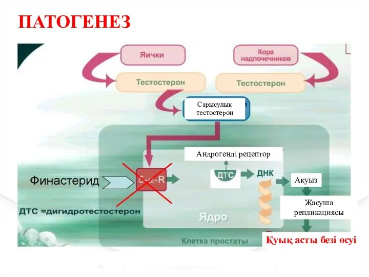 ПАТОГЕНЕЗ Сарысулық тестостерон Андрогенді рецептор Ақуыз Жасуша репликациясы Қуық асты безі өсуі