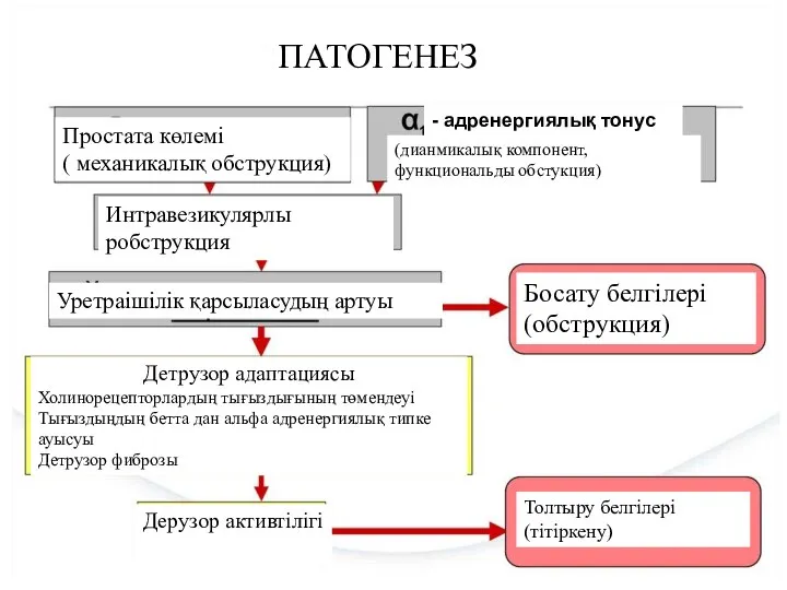 ПАТОГЕНЕЗ Простата көлемі ( механикалық обструкция) Интравезикулярлы робструкция Уретраішілік қарсыласудың артуы