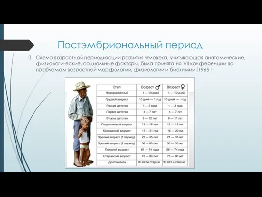 Постэмбриональный период Схема возрастной периодизации развития человека, учитывающая анатомические, физиологические, социальные