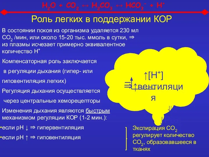 Роль легких в поддержании КОР В состоянии покоя из организма удаляется