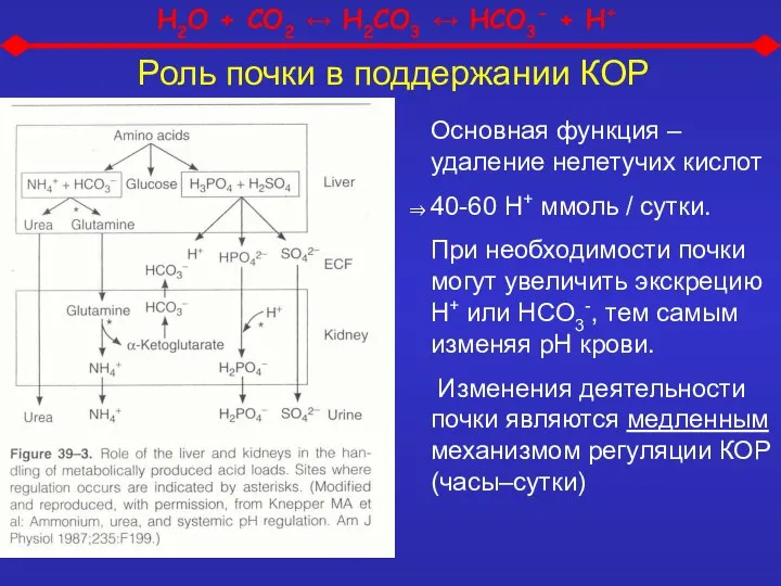 Роль почки в поддержании КОР Основная функция – удаление нелетучих кислот