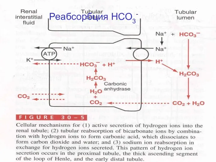 Реабсорбция НСО3-