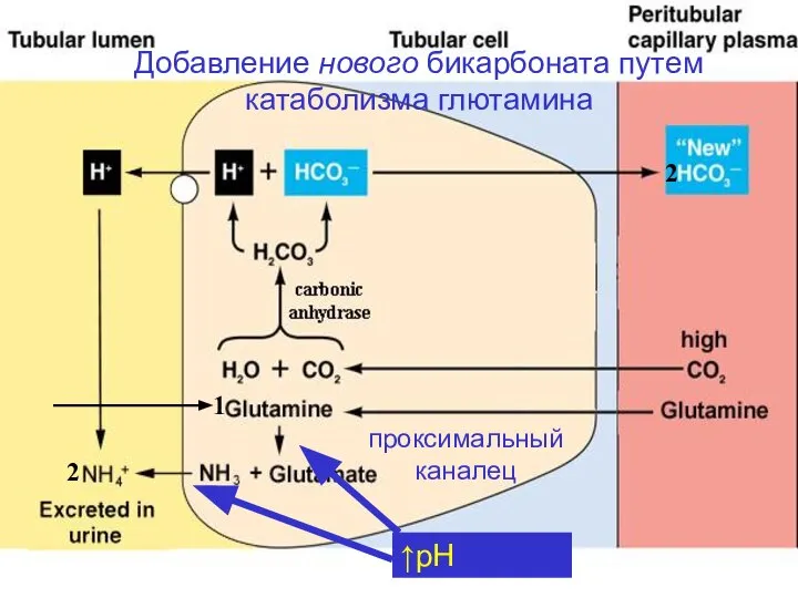 Добавление нового бикарбоната путем катаболизма глютамина проксимальный каналец 1 2 2