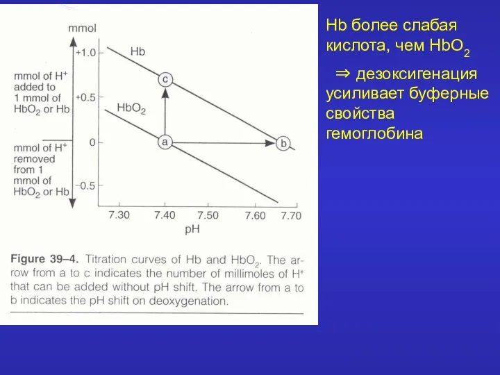 Hb более слабая кислота, чем HbO2 ⇒ дезоксигенация усиливает буферные свойства гемоглобина