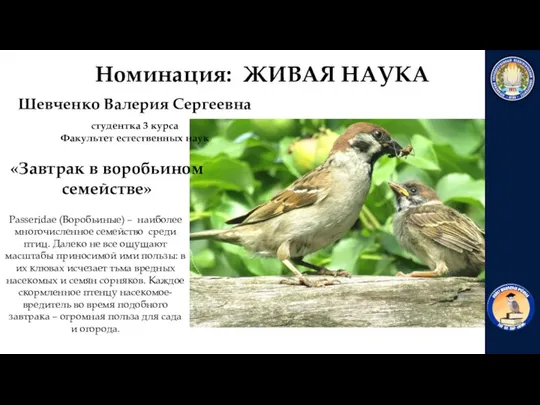 «Завтрак в воробьином семействе» Passeridae (Воробьиные) – наиболее многочисленное семейство среди