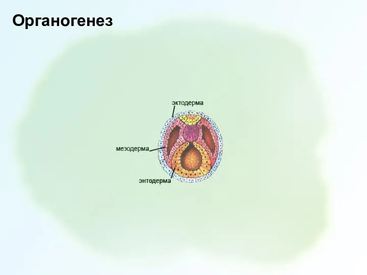 Органогенез