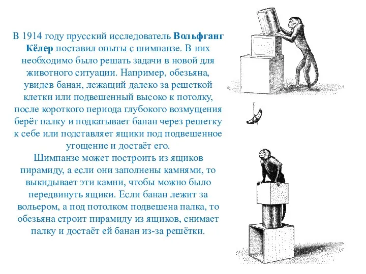 В 1914 году прусский исследователь Вольфганг Кёлер поставил опыты с шимпанзе.