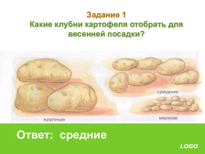 Задание 1 Какие клубни картофеля отобрать для весенней посадки? Ответ: средние
