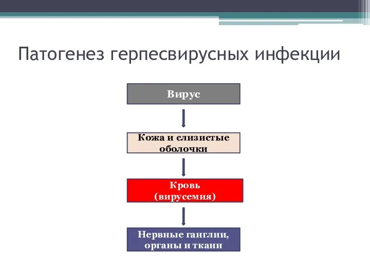 Патогенез герпесвирусных инфекции Нервные ганглии, органы и ткани Кровь (вирусемия) Кожа и слизистые оболочки Вирус