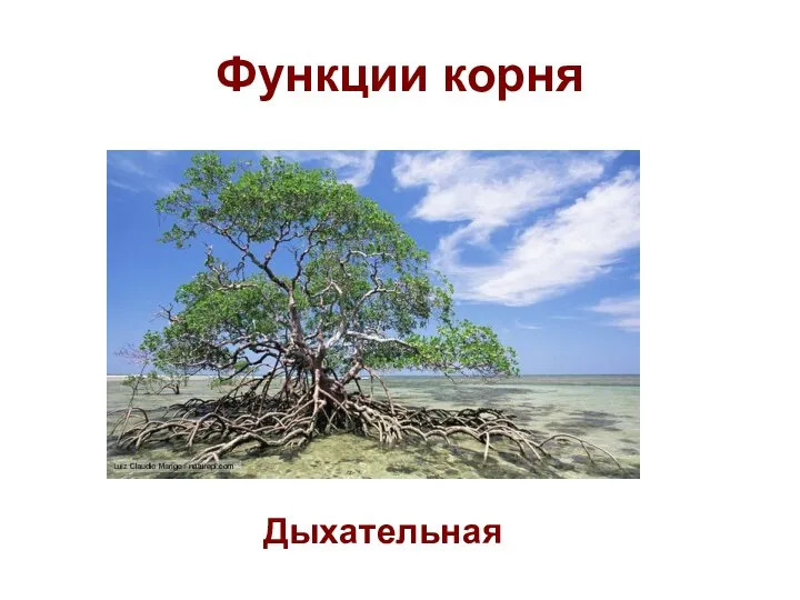 Функции корня Дыхательная