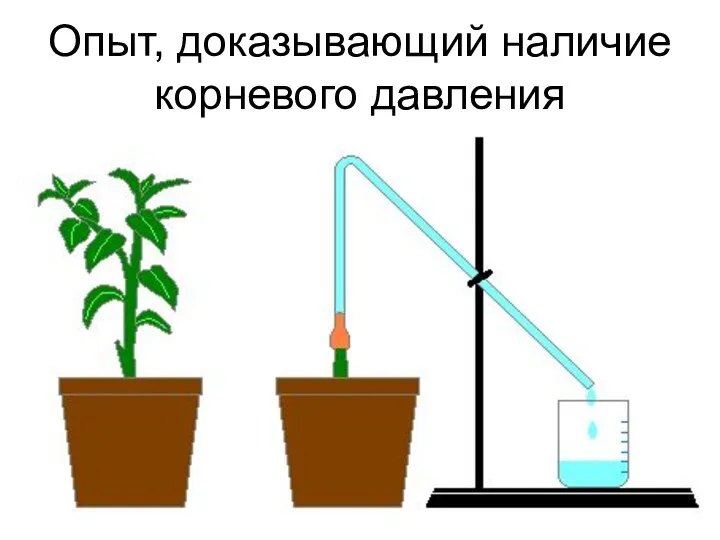 Опыт, доказывающий наличие корневого давления