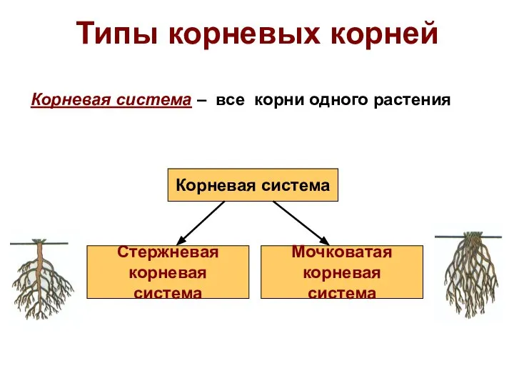 Типы корневых корней Корневая система – все корни одного растения Корневая