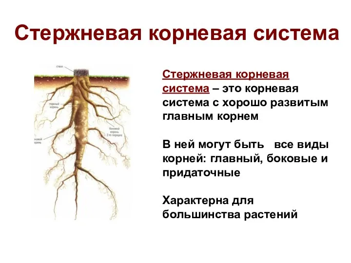 Стержневая корневая система Стержневая корневая система – это корневая система с