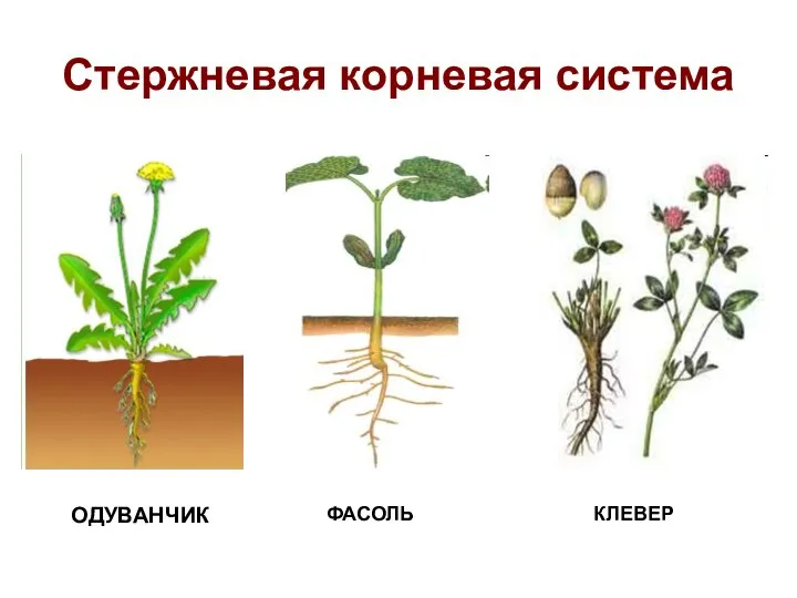 Стержневая корневая система ОДУВАНЧИК ФАСОЛЬ КЛЕВЕР