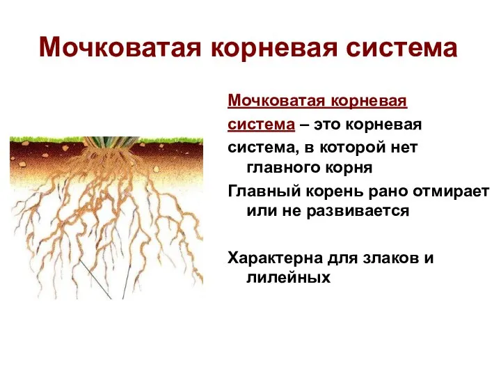 Мочковатая корневая система Мочковатая корневая система – это корневая система, в