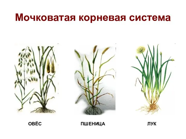 Мочковатая корневая система ОВЁС ПШЕНИЦА ЛУК