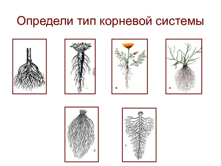 Определи тип корневой системы