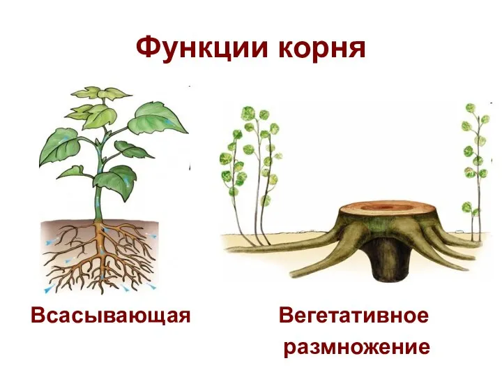 Функции корня Всасывающая Вегетативное размножение