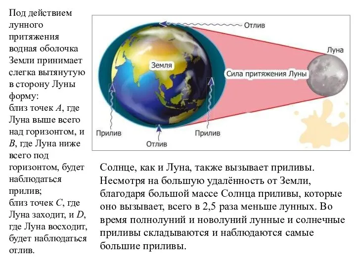 Под действием лунного притяжения водная оболочка Земли принимает слегка вытянутую в