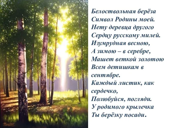 Белоствольная берёза Символ Родины моей. Нету деревца другого Сердцу русскому милей.