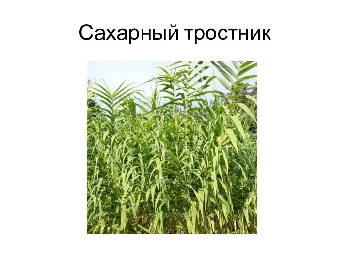 Сахарный тростник