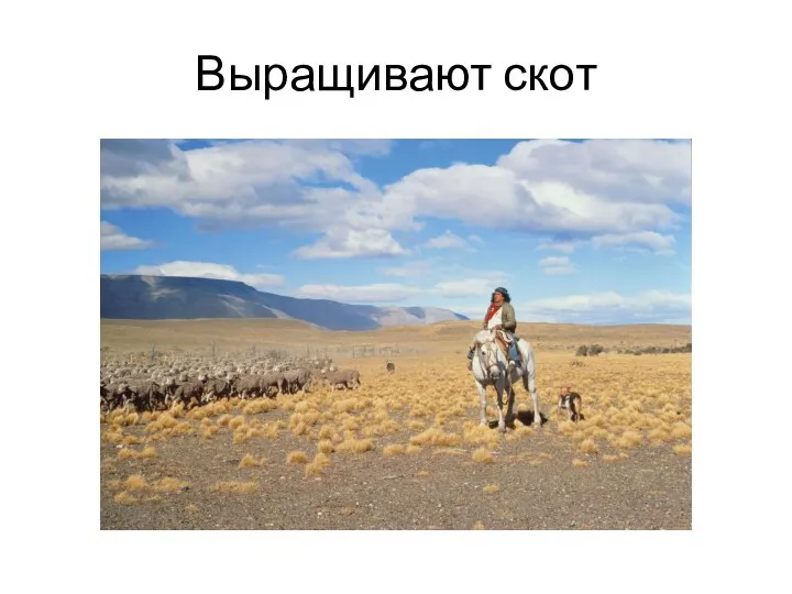 Выращивают скот